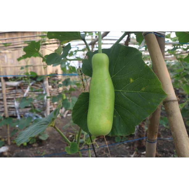 TANAMAN SUPER BENIH LABU AIR