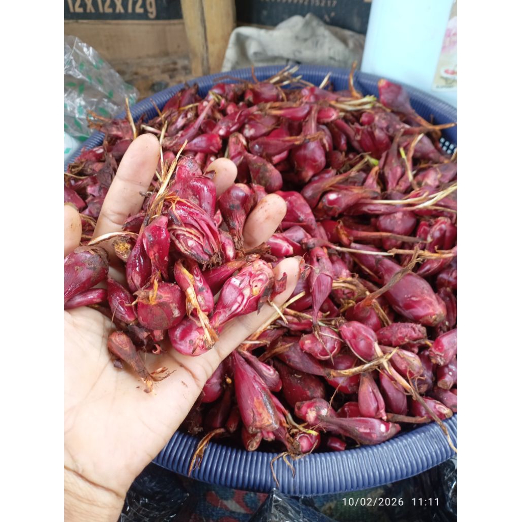 bawang dayak basah segar per500 grm.