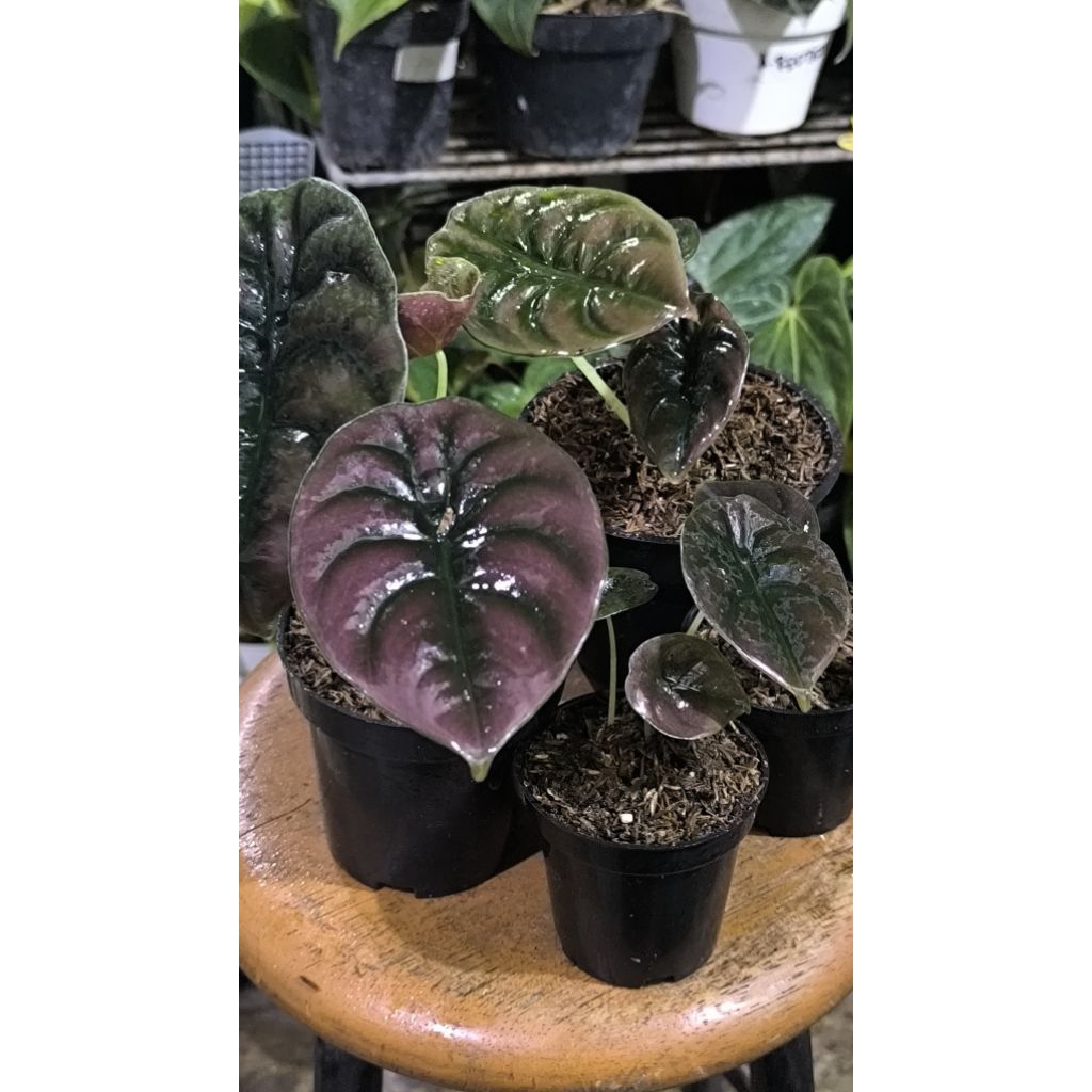 Tanaman hias alocasia cuprea anakan remaja dewasa