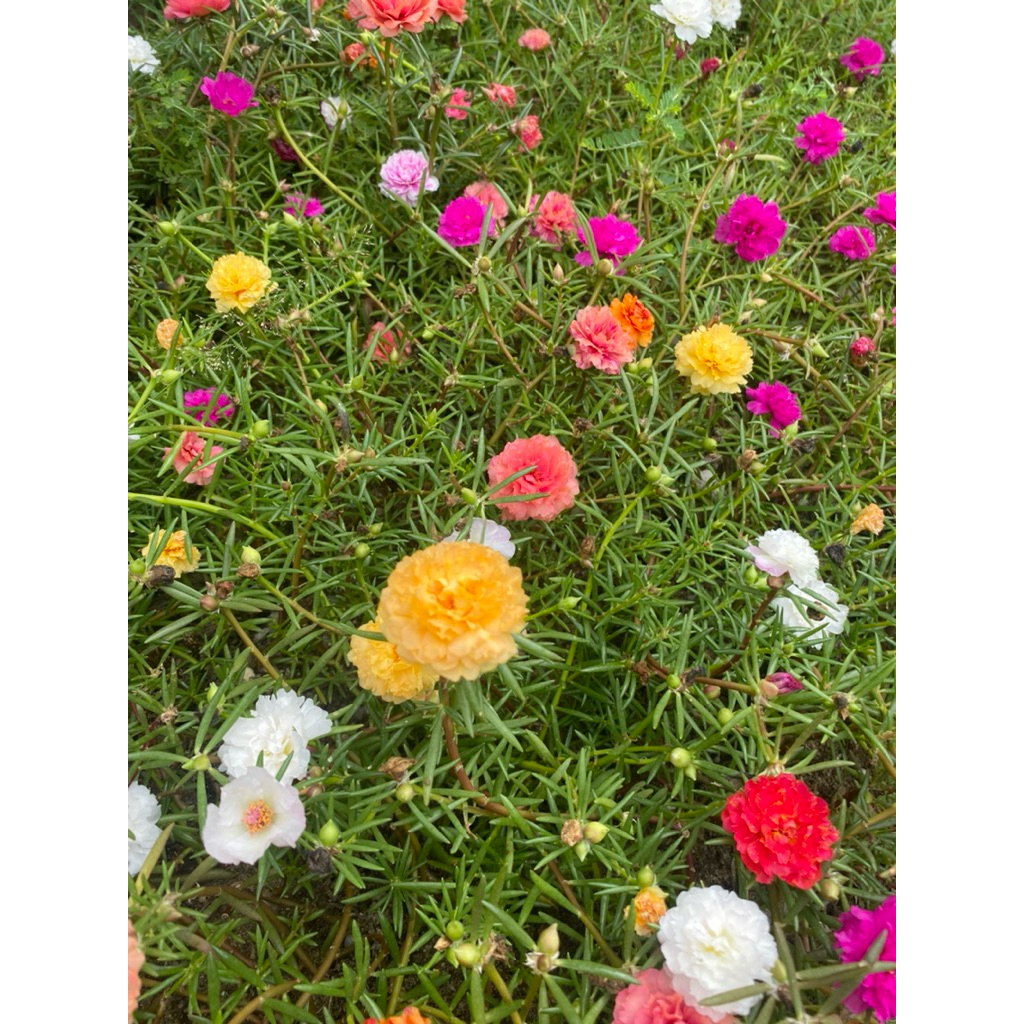 bunga krokot warna warni harga perbatang