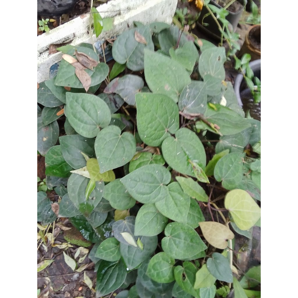 bibit tanaman sirih Wulung hitam kaya manfaat