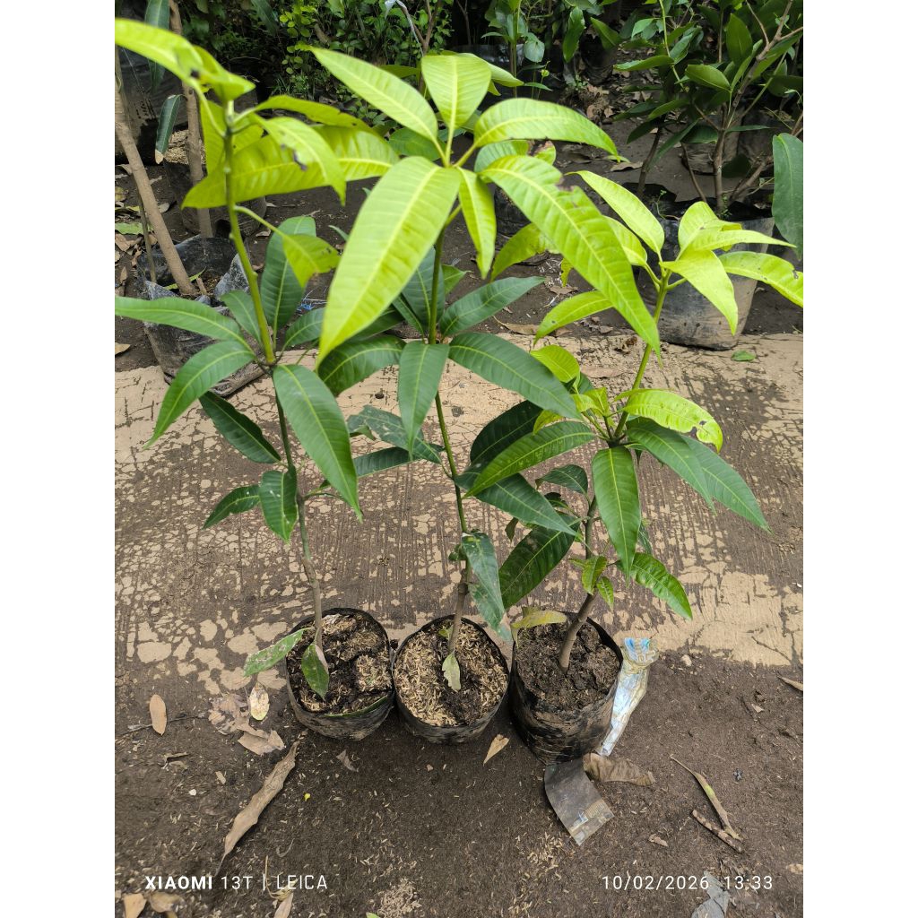 bibit mangga manalagi Situbondo69