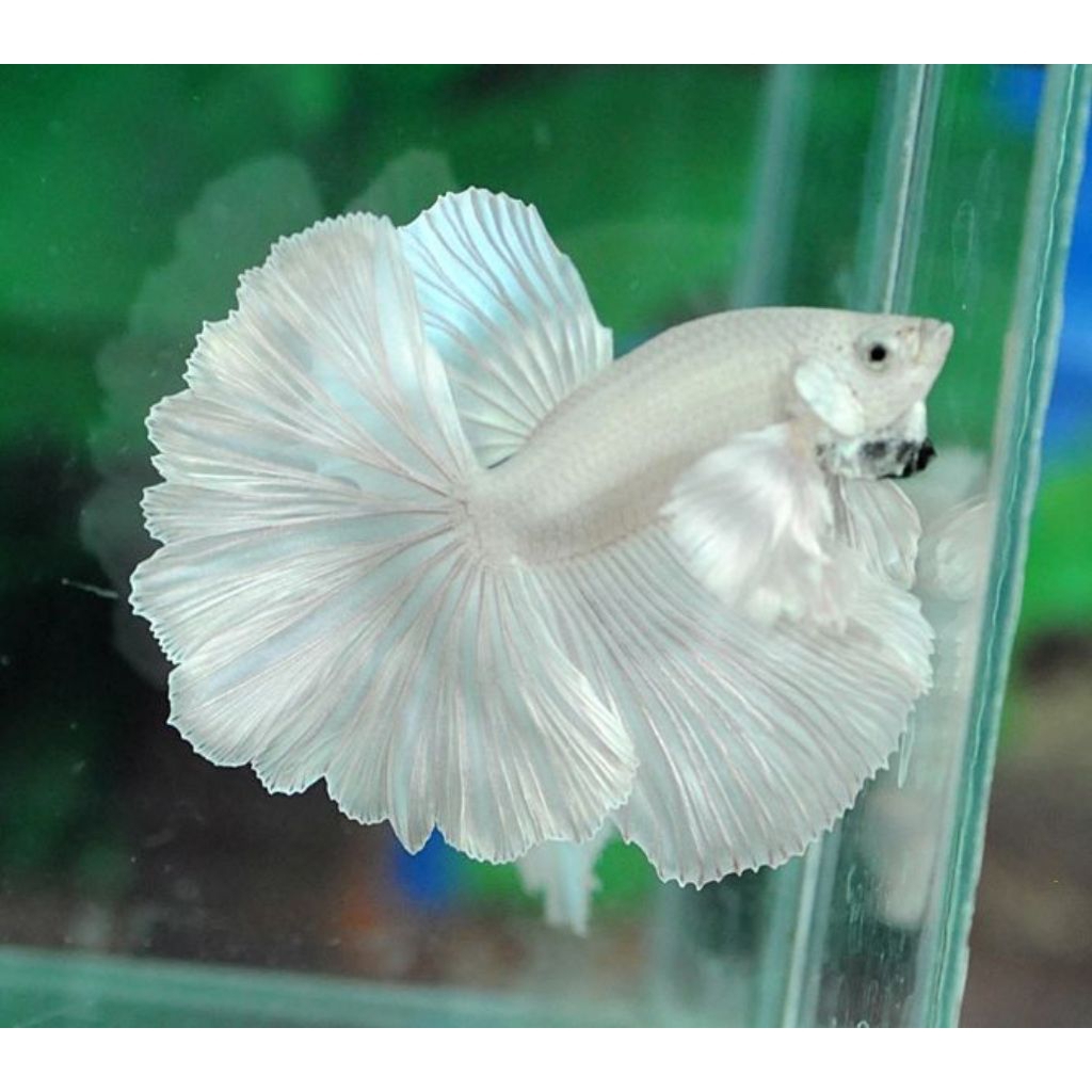 Pembersih kaca cupang halfmoon white platinum