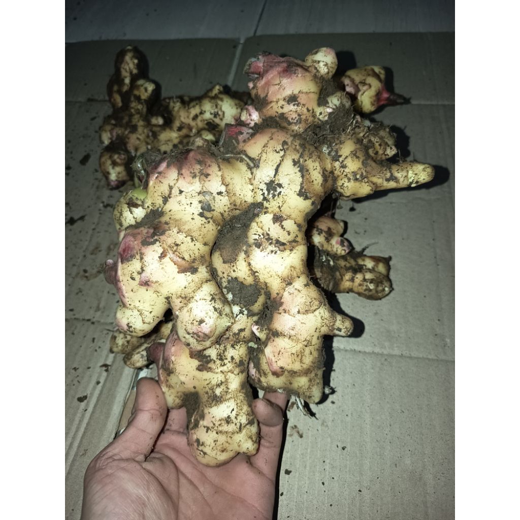 jahe segar 1kg