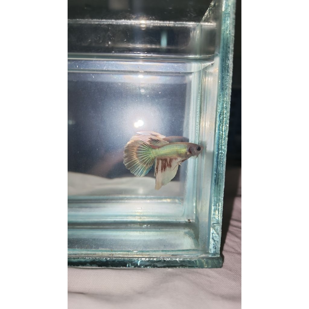 Hiasan Aquarium Lucu Cupang HMPK Bester Simer-Simer JR