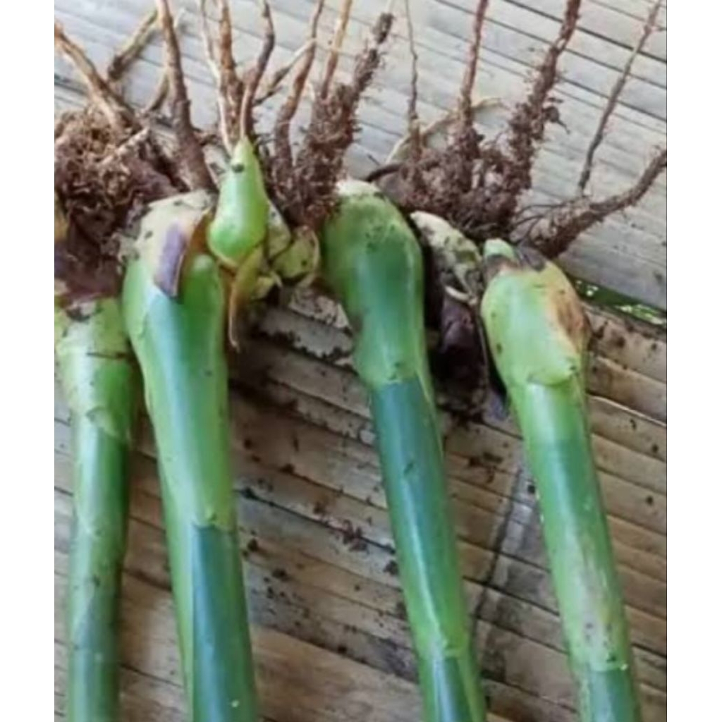BIBIT KECOMBRANG HIJAU SEGAR DAN FRESH