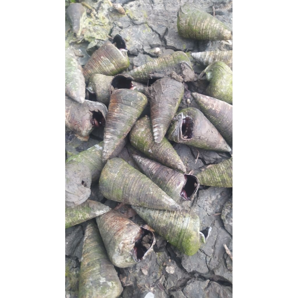 Siput Nipah Besar Katanglo keong kelorak nenek teleskopium kerucut