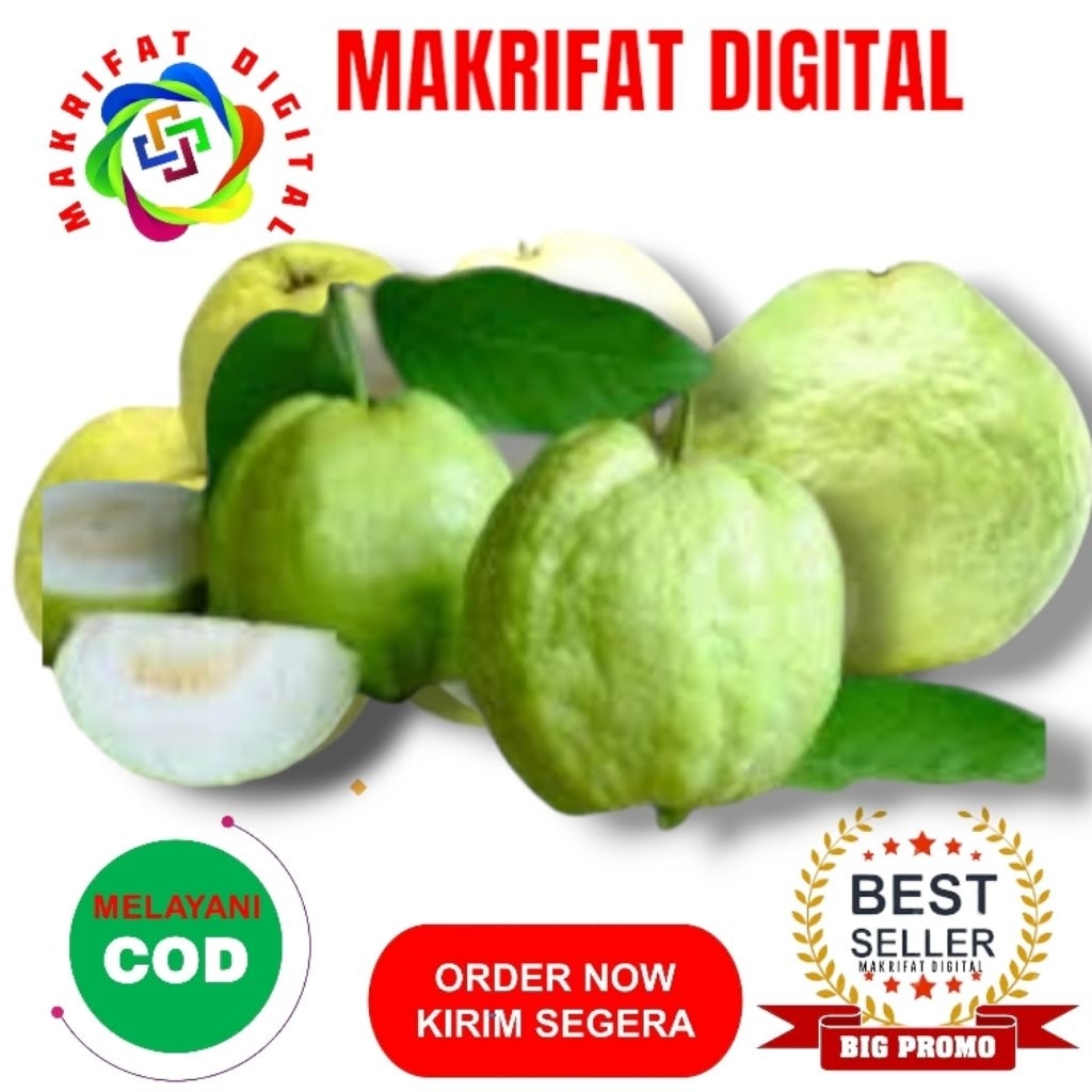 IMRON PRIBADI Paket 1 Buah Size Kecil  JAMBU KRISTAL UMBULSARI JEMBER  Segar Fresh Tanpa Biji Non Bi