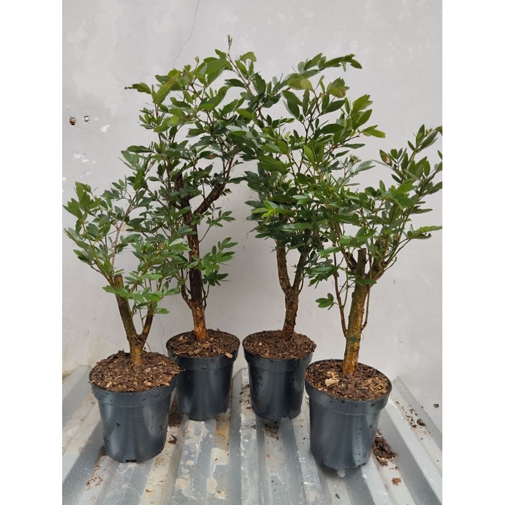 bonsai kaliandra prospek bonsai kaliandra impor