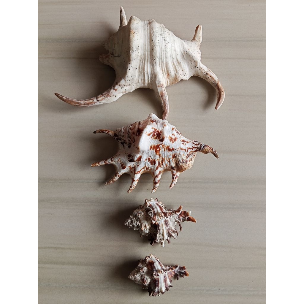 Hiasan Kerang Laut Asli