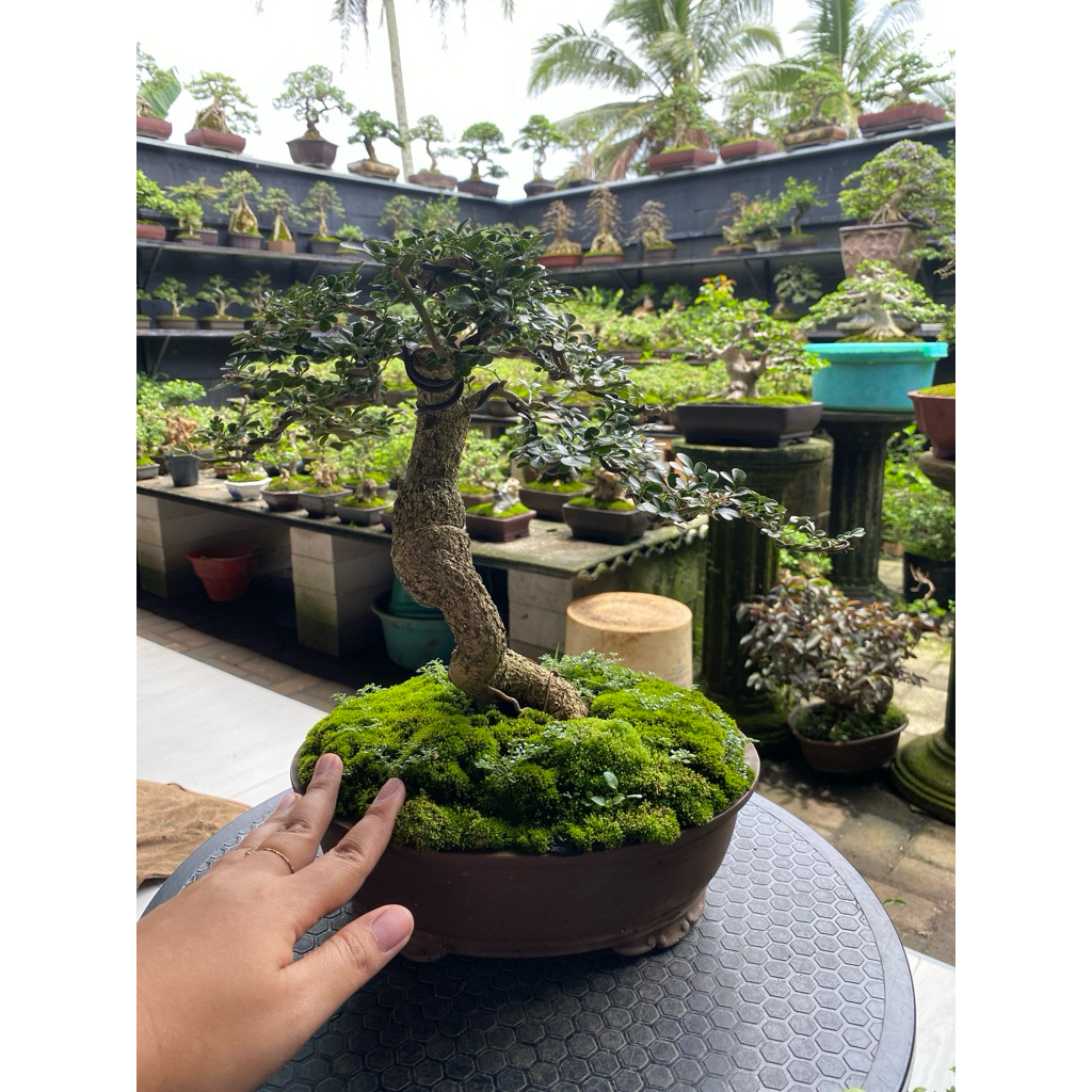 bonsai kawista
