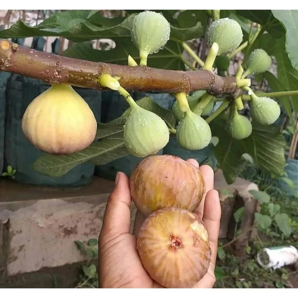 tanaman buah tin /tanaman buah tin siap tanam