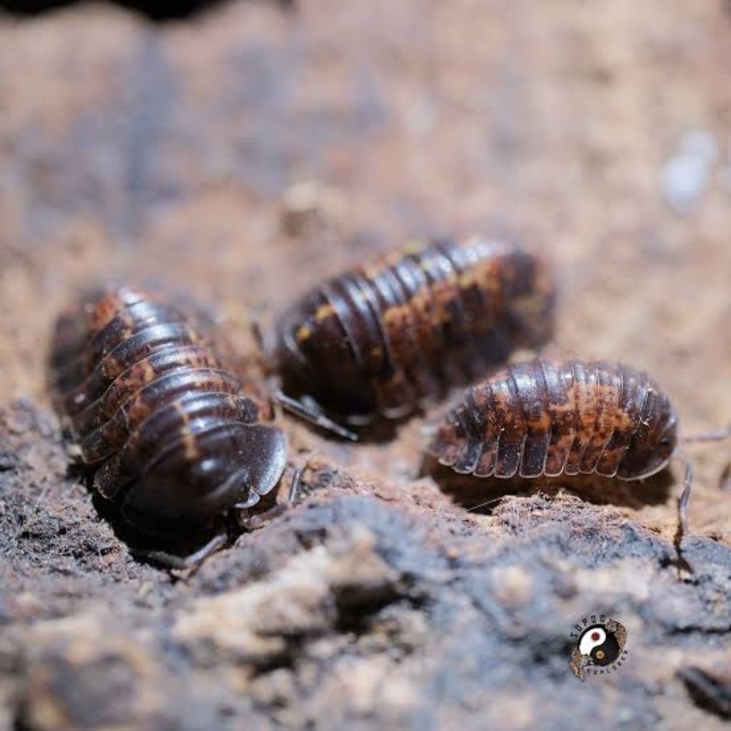 isopod adinda sp fire amber