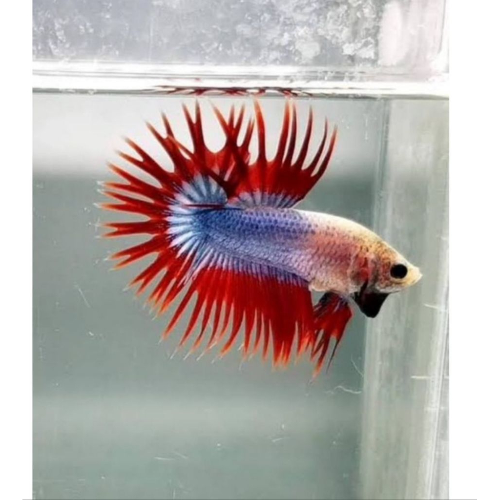 ikan cupang CT / SERIT maskot THAILAND TOP GRED A++. jantan SIZE dewasa 5bulanan