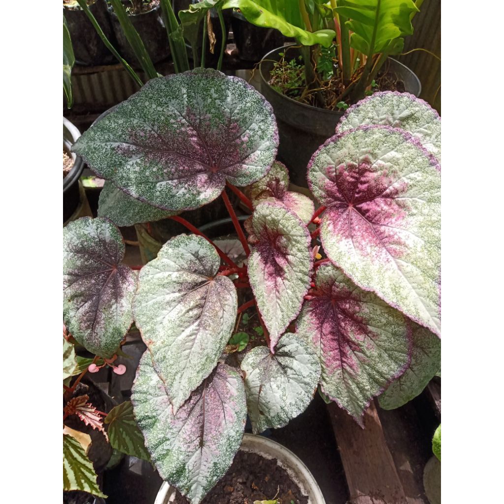 READY STOK Begonia Keong Cantik / Begonia Rex Karakas Merah Perak / Bibit Begonia Kualitas Terbaik M