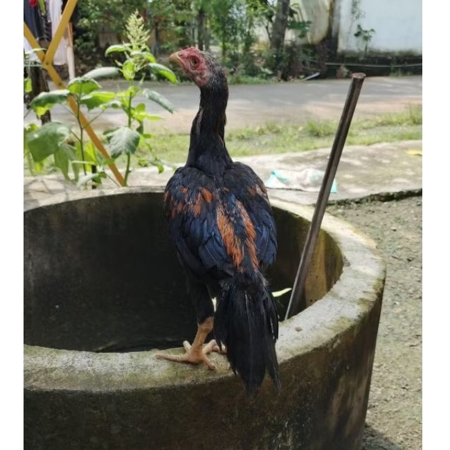 ayam hias ekor lidi muda ekor super kaku