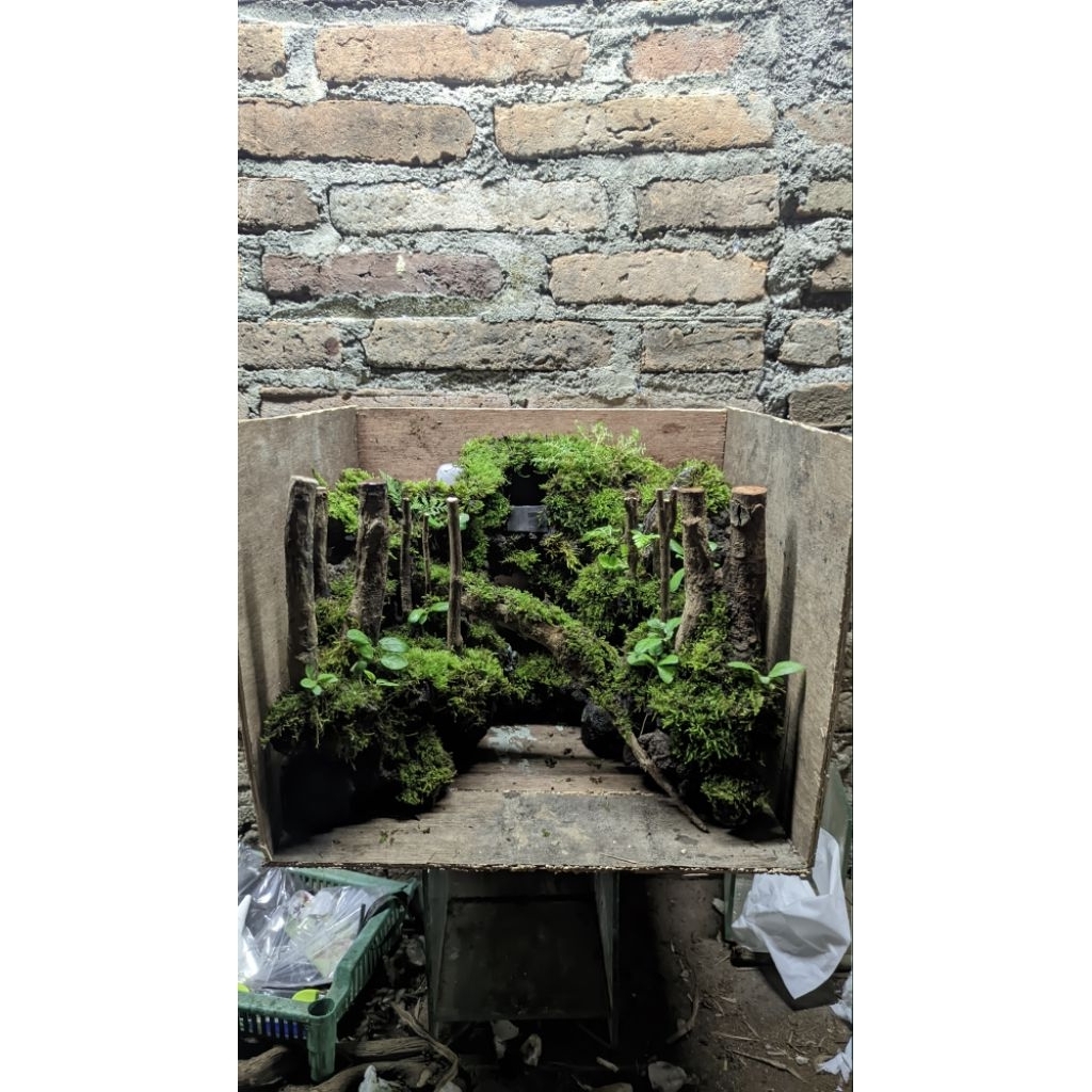 Hardscape hutan paludarium aquascape dekorasi aquarium murah