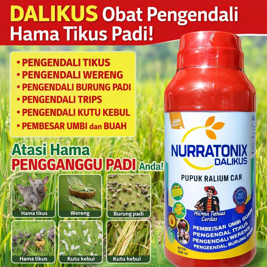 DALIKUS 500ML Obat Pengendali Hama Tikus Padi, Burung, Wereng, Trips, Kutu Kebul Terbaik – Anti Were