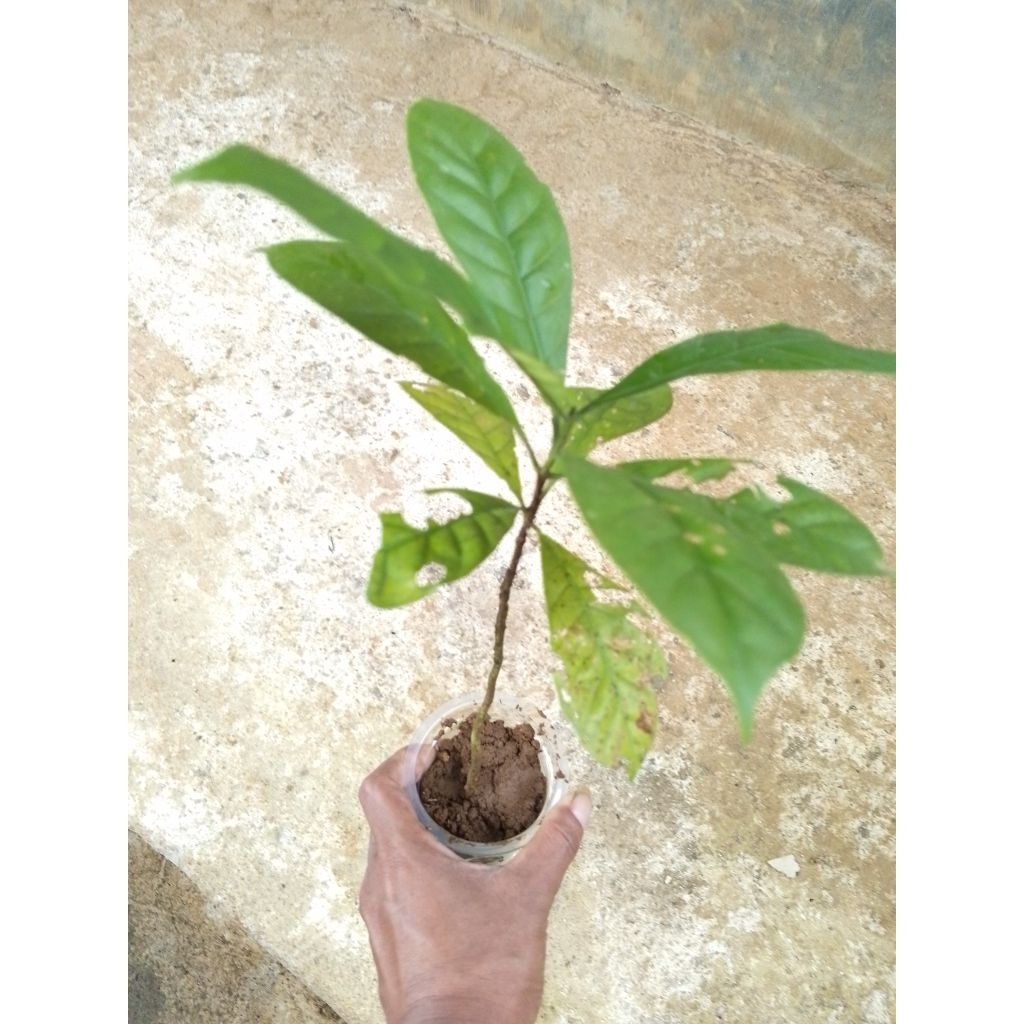 bibit kopi varietas unggul siap tanam