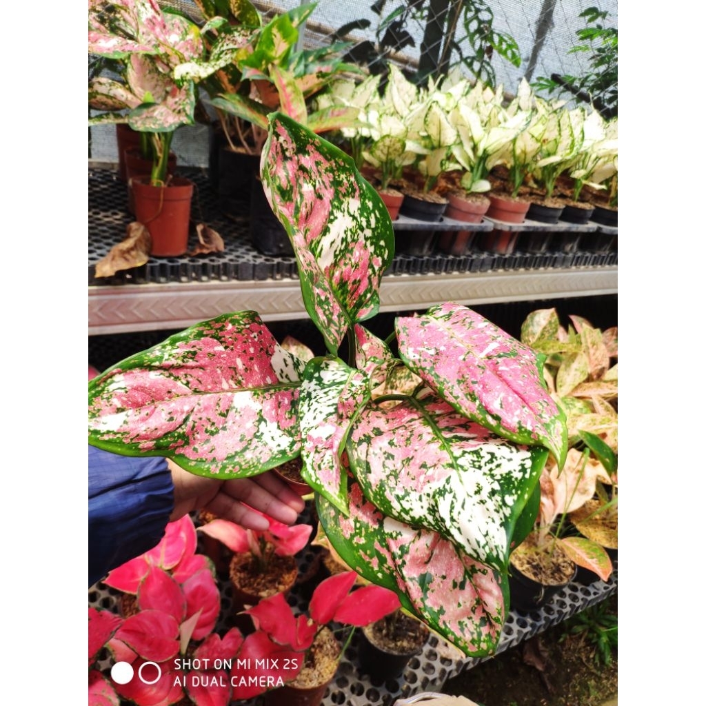 aglonema aglaonema tri color murah besar