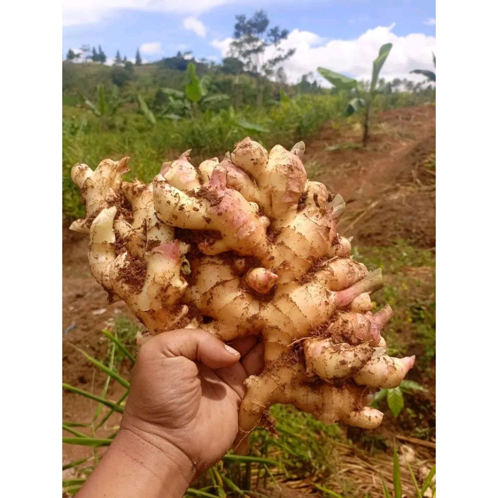 jahe gajah muda segar fres 1kg murah