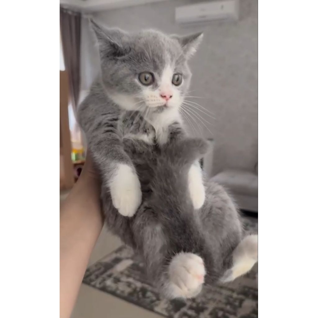BSH bicolor jantan kitten