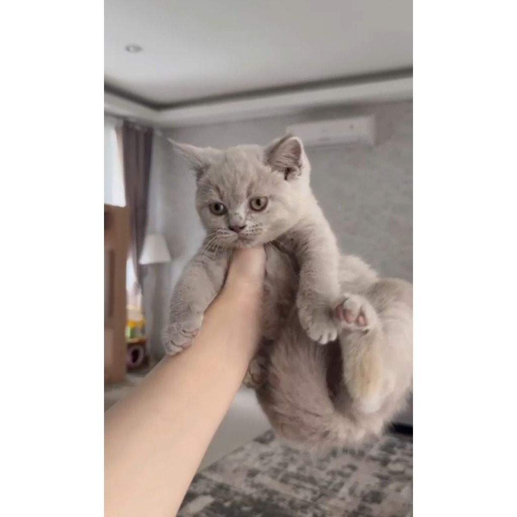 BSH betina lilac kitten