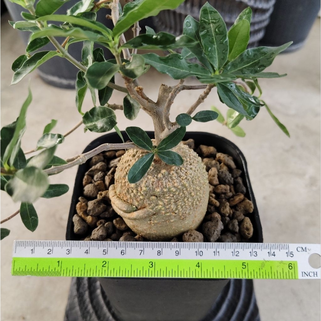 Tanaman Caudex Fockea edulis ukuran Medium