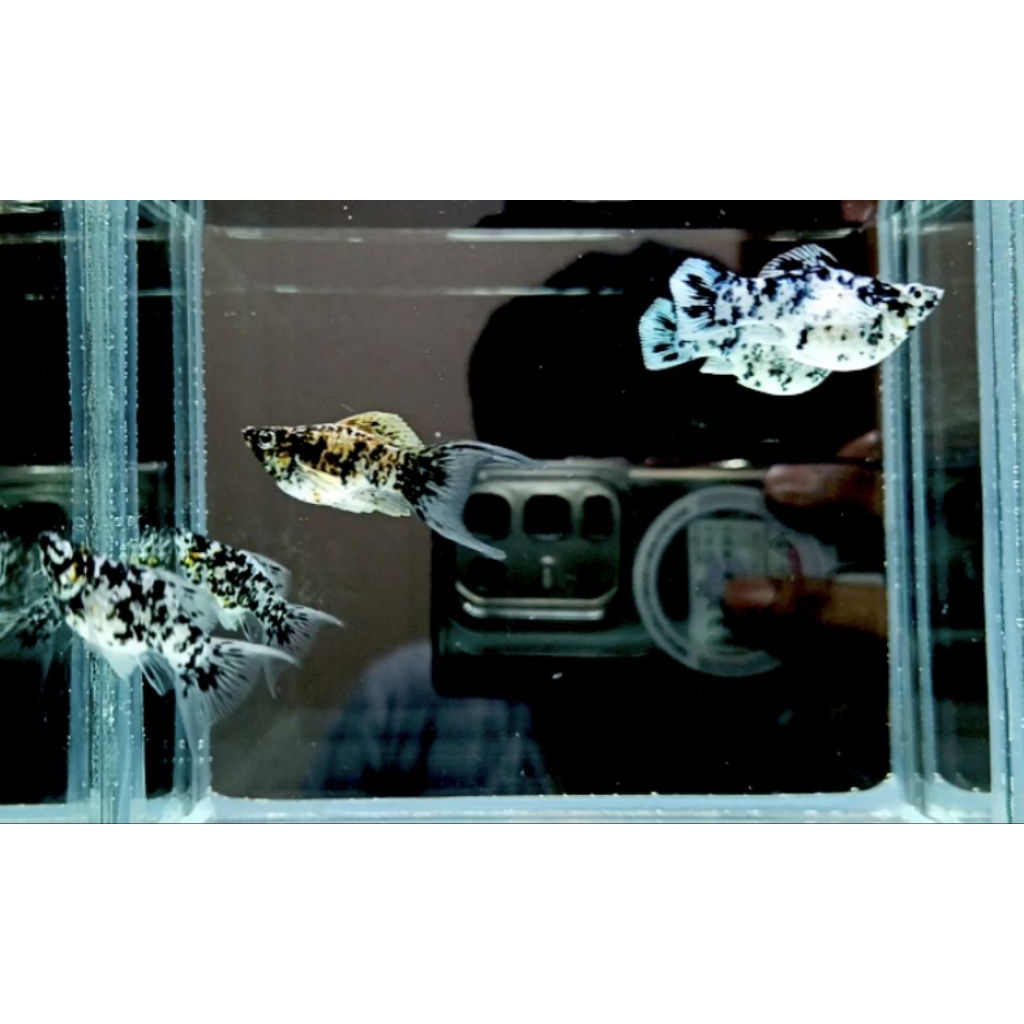 MOLLY BALLON MARBLE CALICO