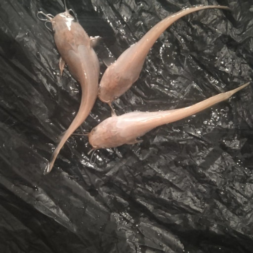 bibit ikan lele albino polos sz 10-15cm