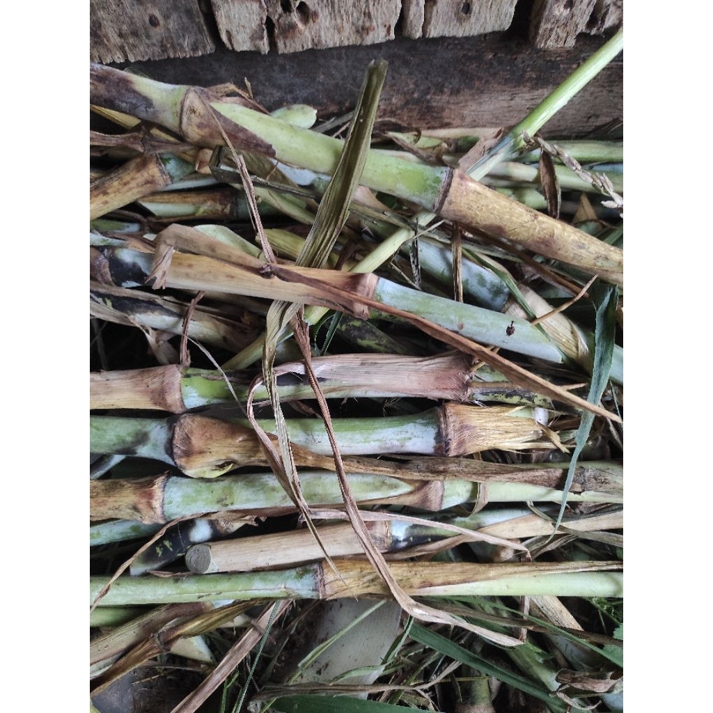 bibit rumput gama umami pakcong