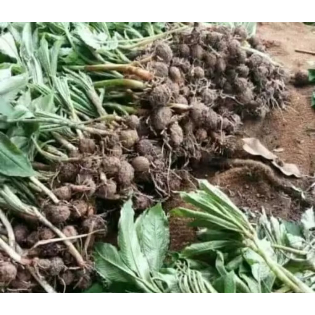 bibit porang 1 biji siap tanam