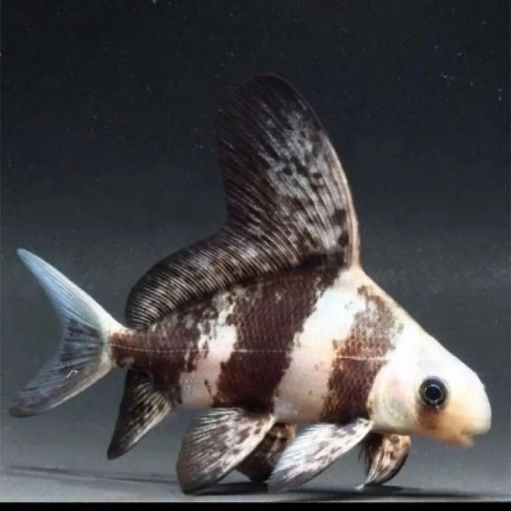 Ikan Hias CHF ( Chinese High Fin ) 11-12cm