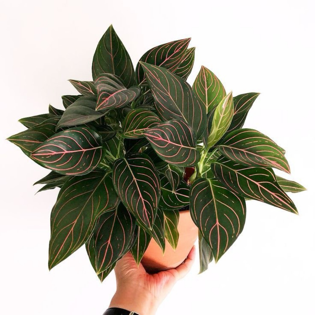 Aglonema rotundum tiger | Tanaman aglonema rotundum | Aglaonema rotundum 2