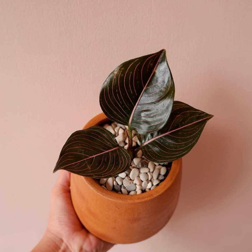 Aglonema rotundum aceh | Tanaman aglonema rotundum aceh merah | Aglaonema rotundum aceh