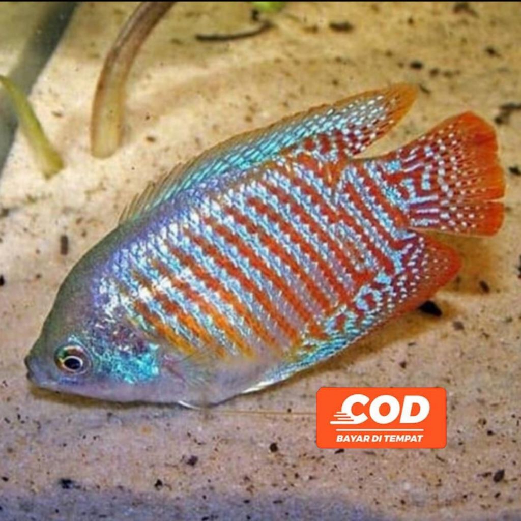 Ikan Alius Ikan Hias Sepat Ralis Ikan Aquarium Air Tawar Hiasan Aquascape Unik