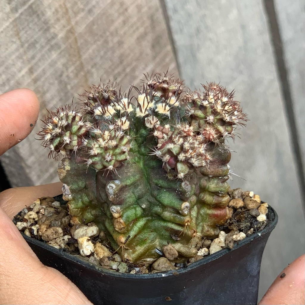 Gymnocalycium Godji hybrid godzi godzilla kaktus gymno miha mihanovichii tanaman sehat hias hidup in