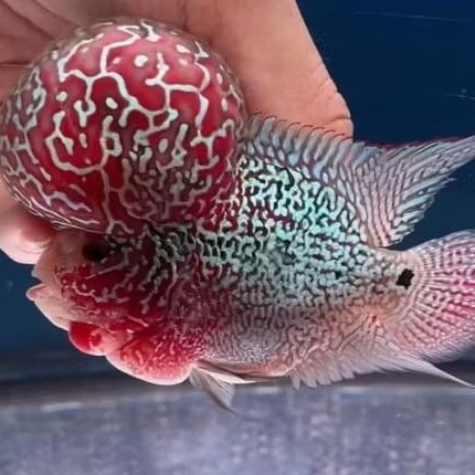 Big Update Burayak Louhan SRM VIP VRS series Marking