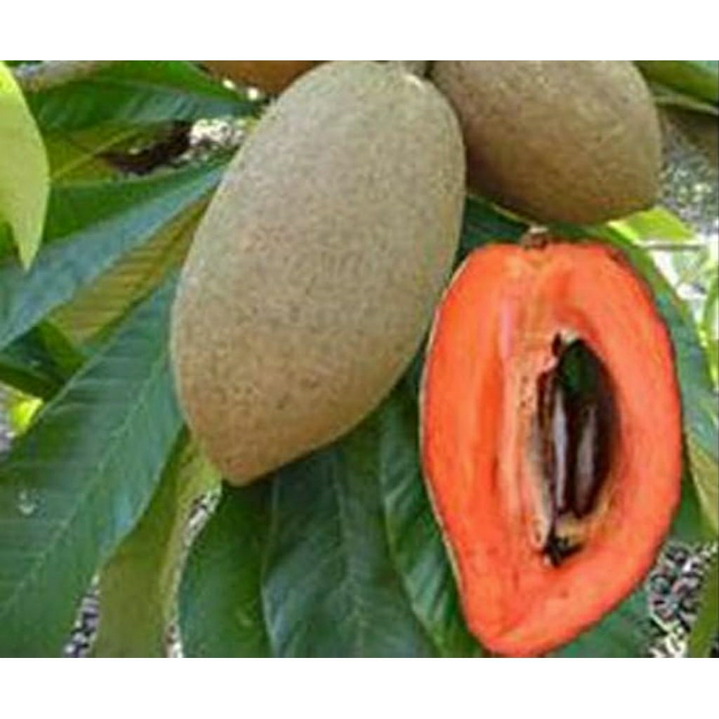 mamey Sapote Havana tinggi 90 cm