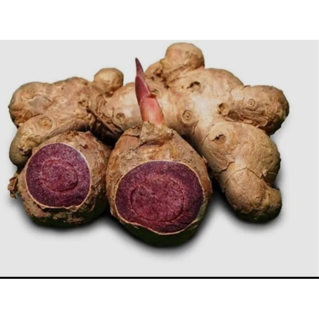 Kunyit hitam asli (Curcuma caesia) 125 gram