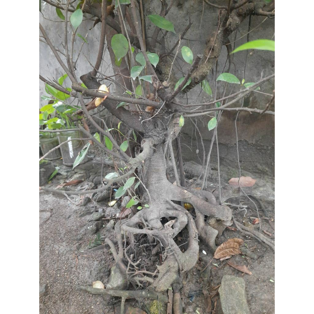 bonsai beringin preh ,bahan bonsai beringin