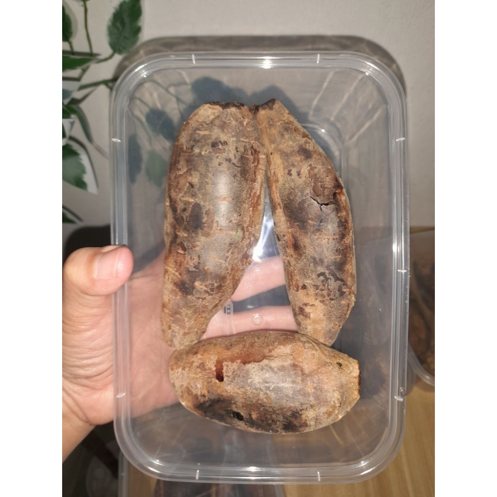 UBI OVEN MADU || UBI CILEMBU MATANG