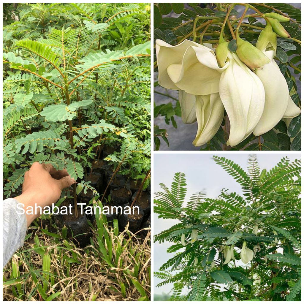 Bibit Tanaman Bunga Turi Putih, kembang turi putih murah