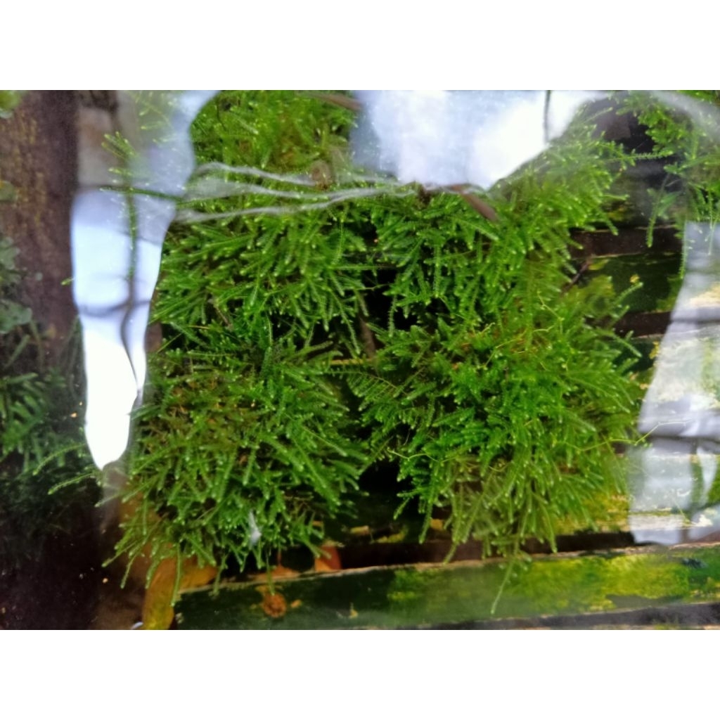 Mos Wepping Media Webikusa Sudah Jadi/Tanaman Aquascape