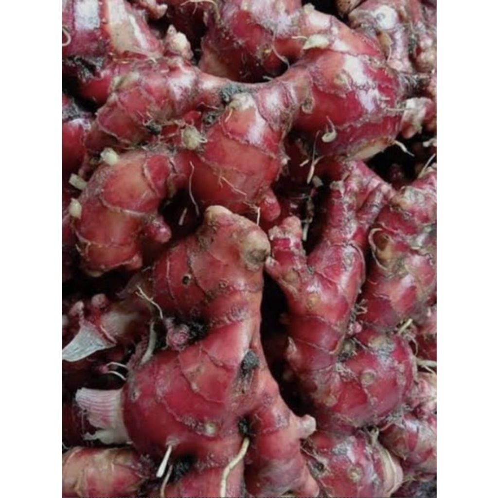 JAHE MERAH SEGAR 1KG FRESH LANGSUNG DARI PETANI KUALITAS SUPER JAHE MERAH ASLI MASIH ADA TANAH BARU 