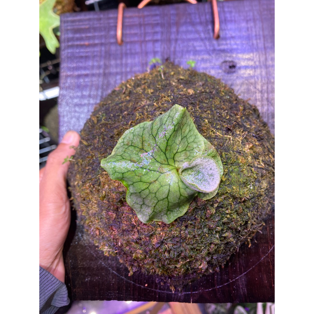 Platycerium Superboom Dwarf