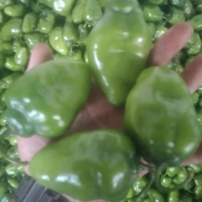 cabai gendot segar dan fresh 1kg dari petani bandung.