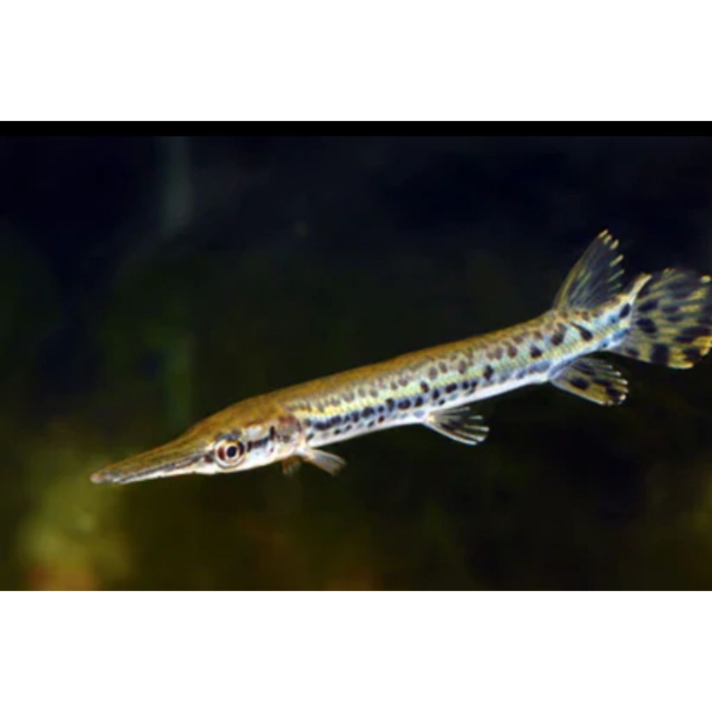 hiasan aquarium aligator spatula 10-12cm