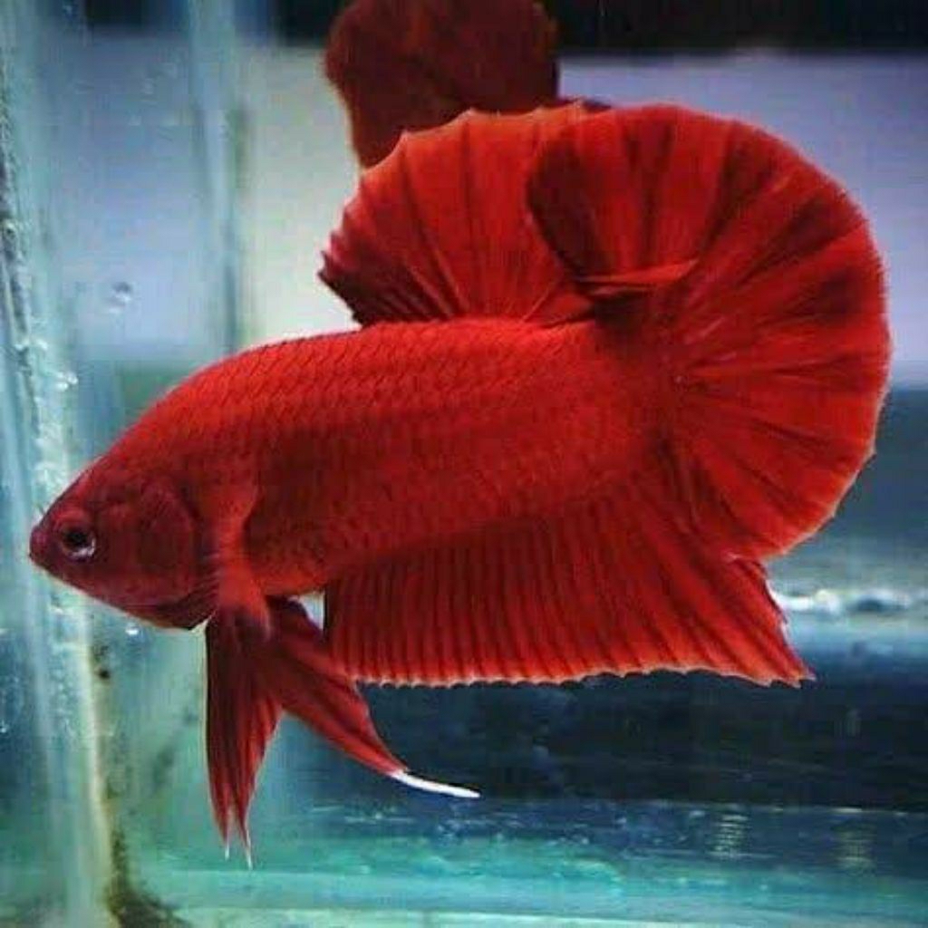 hiasan aquairum Cupang Plakat & halfmoon Super Red Jantan - Warna Merah Solid, Bentuk Ekor Indah, Uk