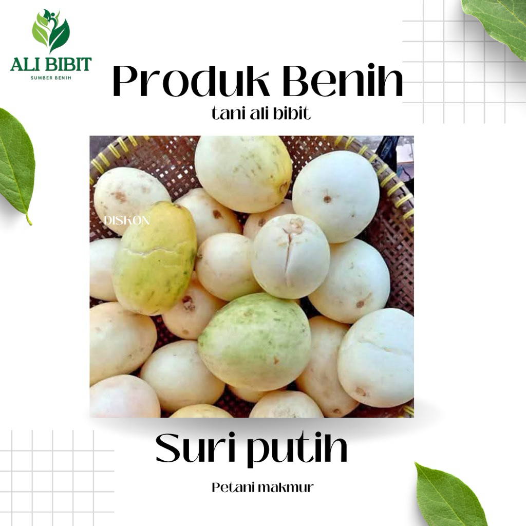 5 Butir> Benih Biji Timun Suri Putih Matang> Timun Suri Putih Matang >Bonus Benih